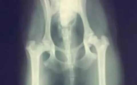 宠物狗狗护理：犬髋关节发育不良怎么办？