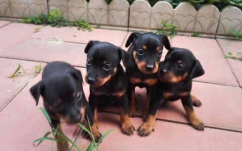 小狗为什么会拉稀？（小狗拉稀的原因有哪些）