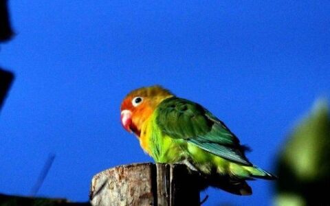 如何与鹦鹉相处？（与鹦鹉相处的15个讲究）