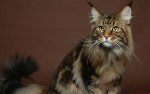 如何护理西伯利亚森林猫？