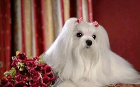 玛尔济斯犬怎么护理？