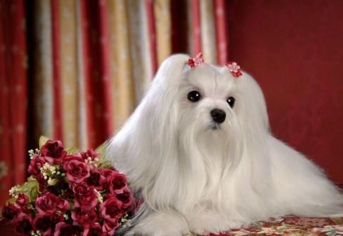 玛尔济斯犬怎么护理？