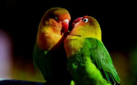 鹦鹉纽卡斯尔流感疾病症状及治疗