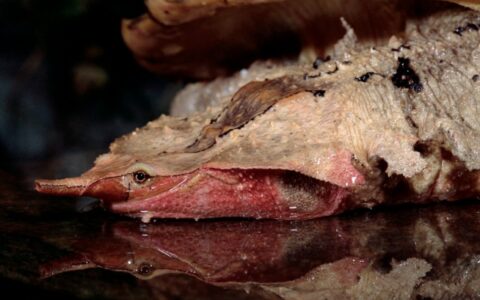 枯叶龟怎么养，枯叶龟饲养方法