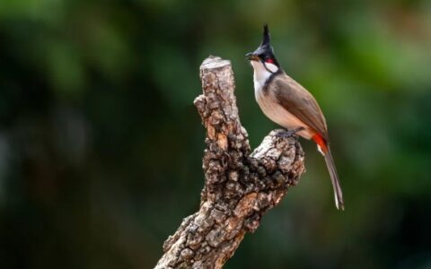 鸟类宠物简介：红耳鹎介绍