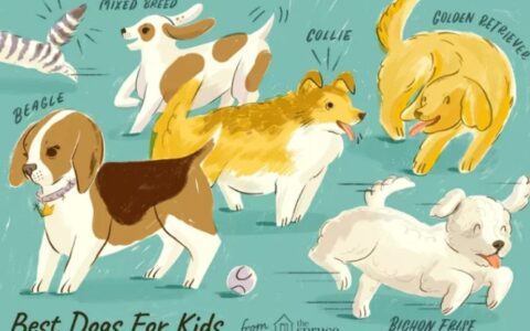 15种最适合有孩子家庭的狗狗