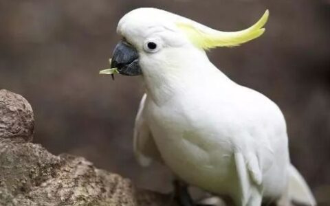 国内最常见十二种葵花鹦鹉