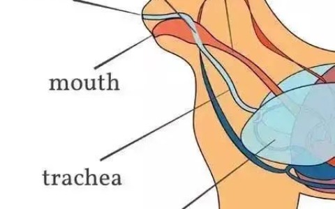 猫咪绝育前为什么要禁食禁水？
