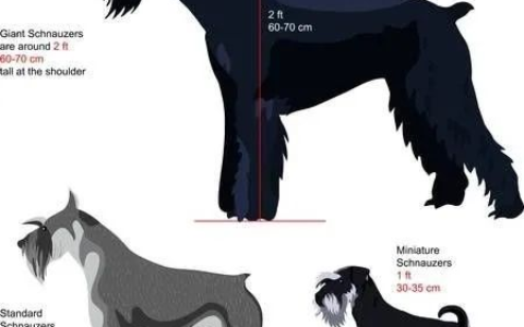 迷你雪纳瑞犬的六个优缺点