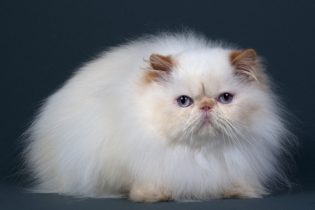养猫注意事项有哪些？养猫必须知道的十个小知识