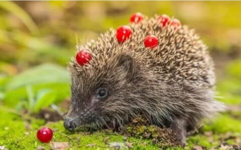 刺猬吃什么食物？喂养刺猬注意事项有哪些?