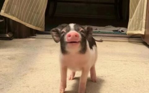 如何饲养宠物猪？宠物猪怎么喂养？