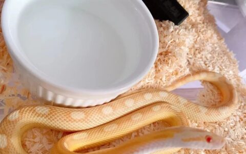 玉米蛇该怎么养？（玉米蛇的饲养方法）