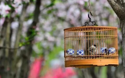 怎样给鸟笼消毒、预防鸟类疾病？