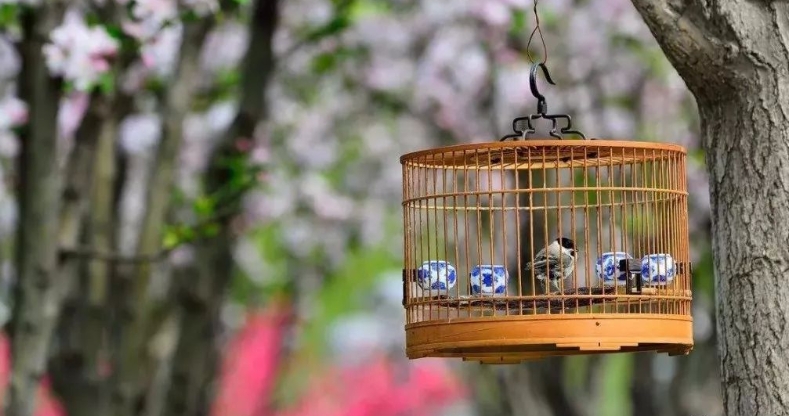 怎样给鸟笼消毒、预防鸟类疾病？