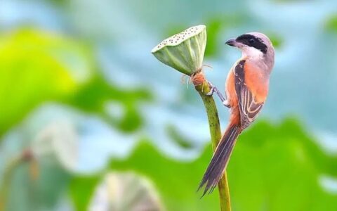 伯劳鸟是如何杀死猎物的？