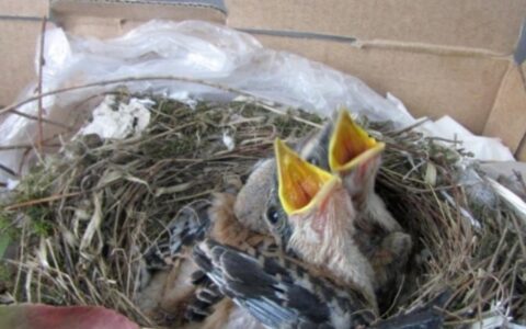 棕背伯劳鸟该怎么养？（棕背伯劳鸟的饲养过程）