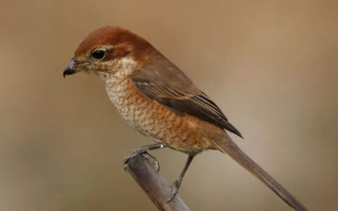 牛头伯劳鸟介绍