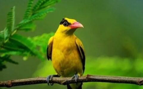 黄鹂鸟吃什么？黄鹂鸟怎么养？