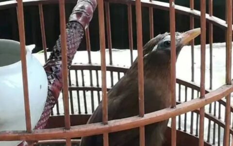 画眉打鸟怎么挑选嘴型？