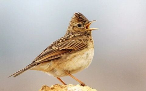 鸟类宠物简介：云雀鸟介绍