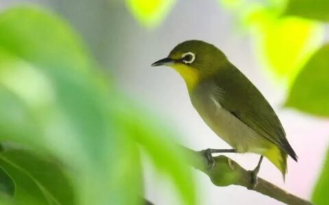 日常养鸟的误区都有哪些？如何避开养鸟的误区？