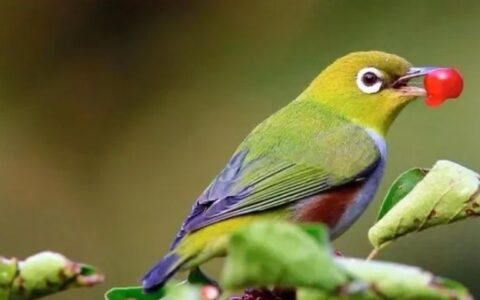 绣眼鸟有哪几种？（绣眼鸟的具体种类有哪些？）