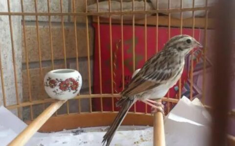 百灵鸟上火该怎么办？（如何治疗百灵鸟上火？）