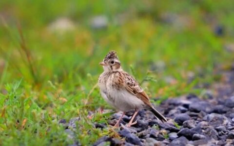 怎样调教才能让百灵鸟“能歌善舞”？