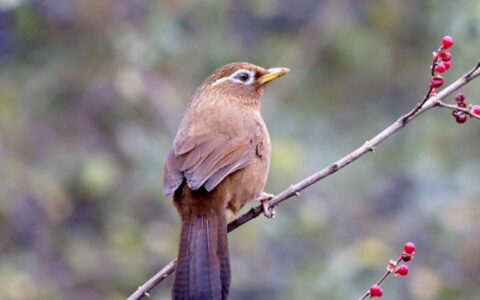 如何来发现、挑选、驯养一双好斗画眉鸟的脚？