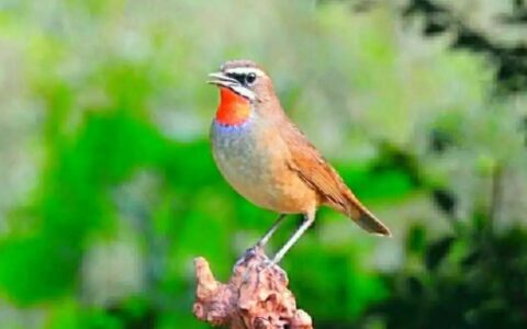 初冬应该怎么喂养靛颏？（靛颏的初冬喂养攻略）