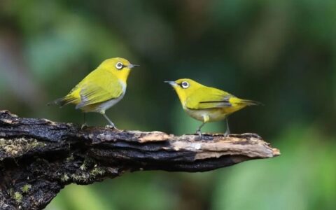 绣眼退毛之后营养该怎么补充？