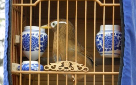 画眉鸟换毛的重要因素有哪些？