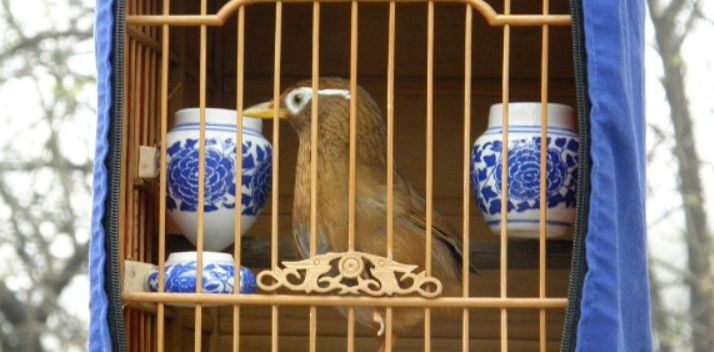 画眉鸟换毛的重要因素有哪些？