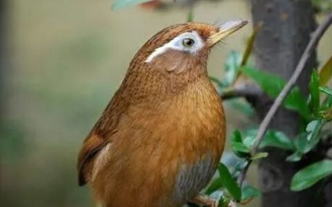 如何去判断宠物鸟的捱门，承功，抗击力？