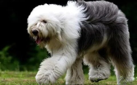 古牧犬（老英国牧羊犬）的品种选购与驯养