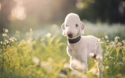 狗狗品种介绍：贝灵顿㹴简介