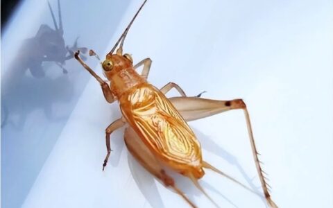 世界十大名贵蟋蟀排名，蟋蟀哪个品种最值钱？