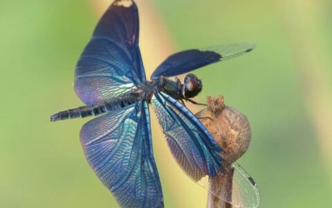 世界十大稀有的蜻蜓，十大珍贵蜻蜓品种