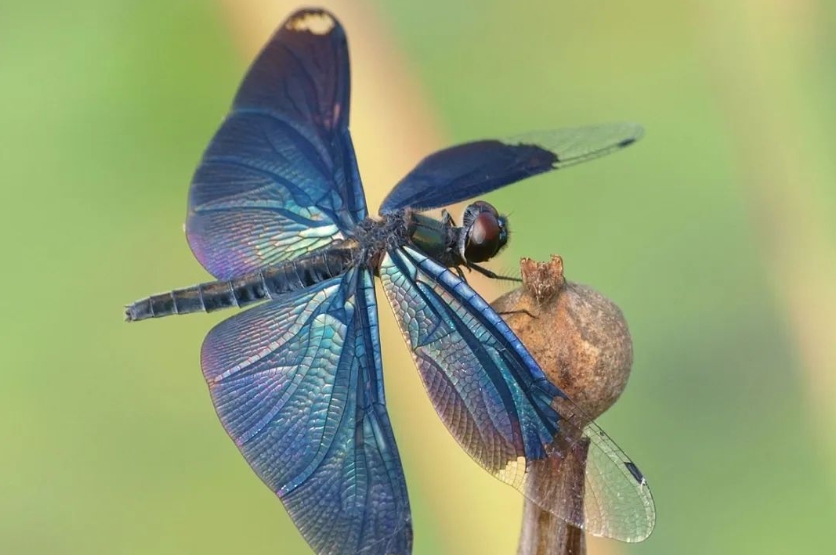 世界十大稀有的蜻蜓，十大珍贵蜻蜓品种