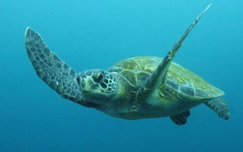 中国十大濒危乌龟，大多已在野外绝迹