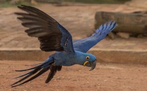 世界十大身价最贵宠物