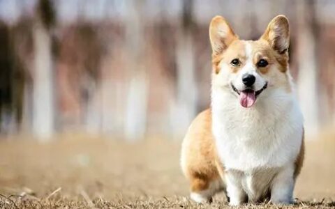 威尔斯柯基犬的品种选购与驯养