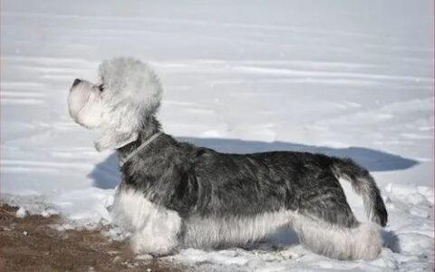 丹迪丁蒙㹴的品种选购与驯养