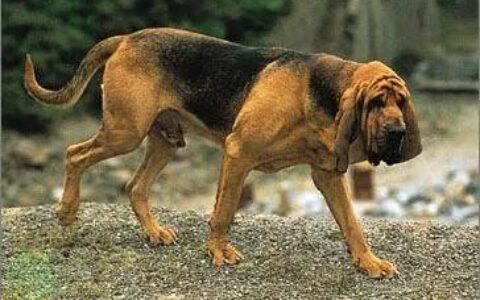 狗狗尴尬期有什么表现，需要注意什么？