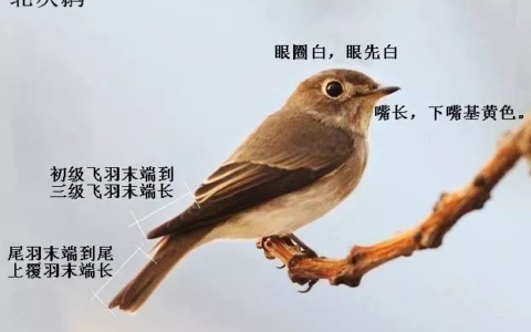 如何区分北灰鹟、乌鹟、灰纹鹟？