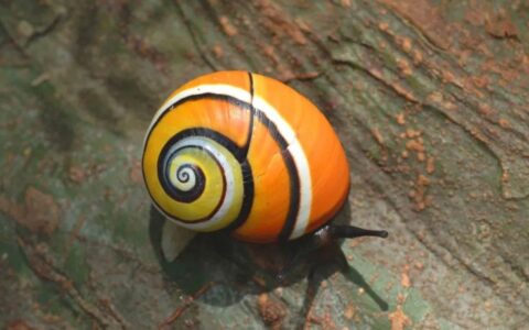 世界上十大最漂亮的蜗牛排名