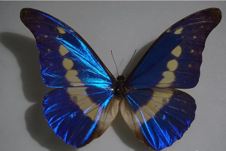 世界上十种名贵的蝴蝶品种