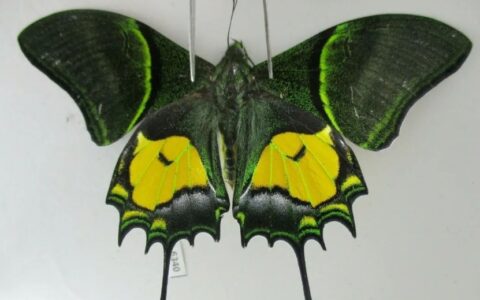 世界上十种名贵的蝴蝶品种