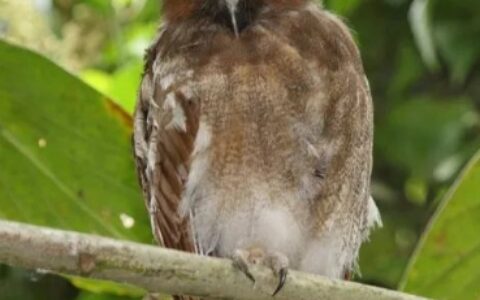 12种长相奇怪的鸟，你见过几种？